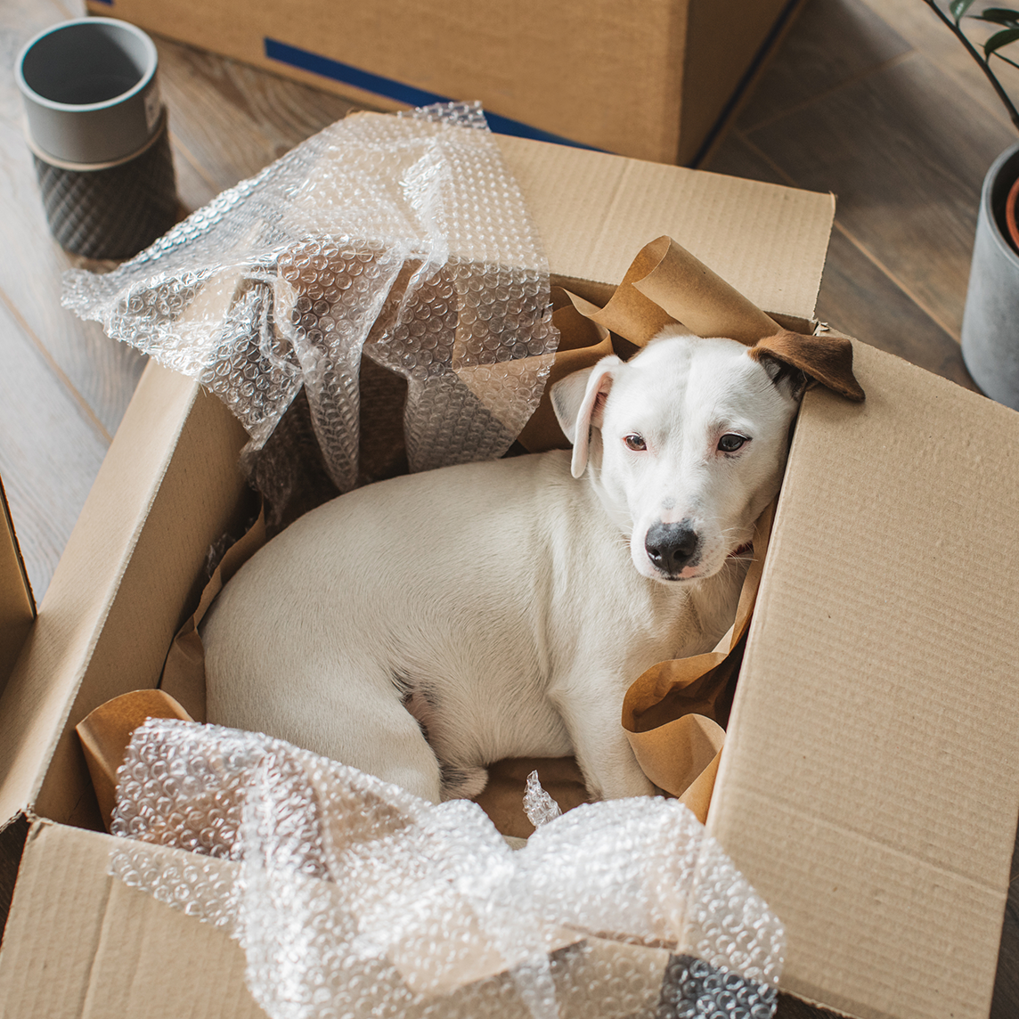 Cute dog playing in a moving box