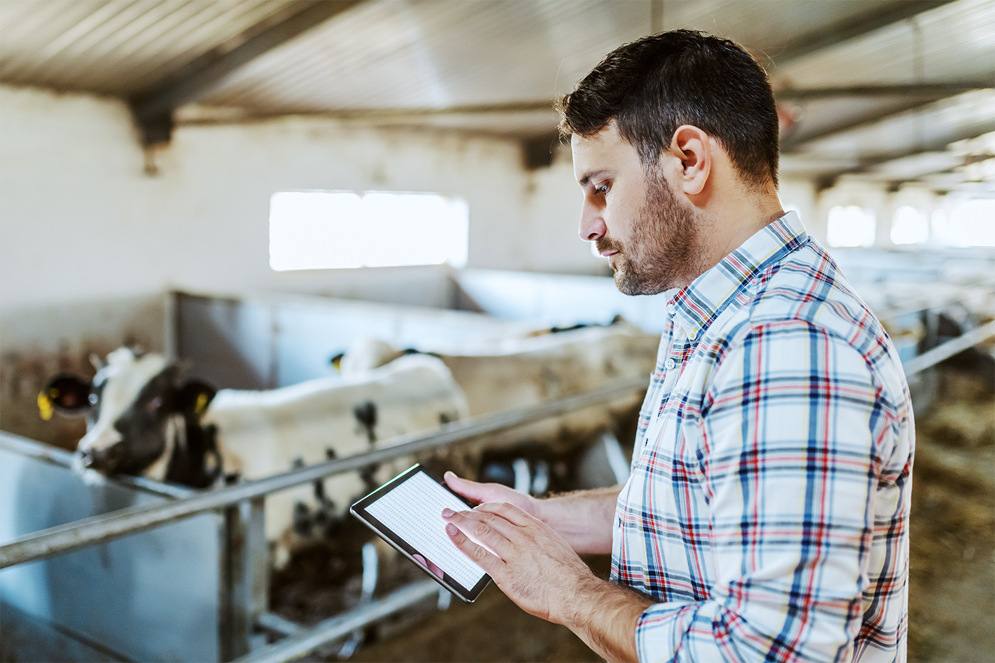 Cattle rancher in barn using tablet