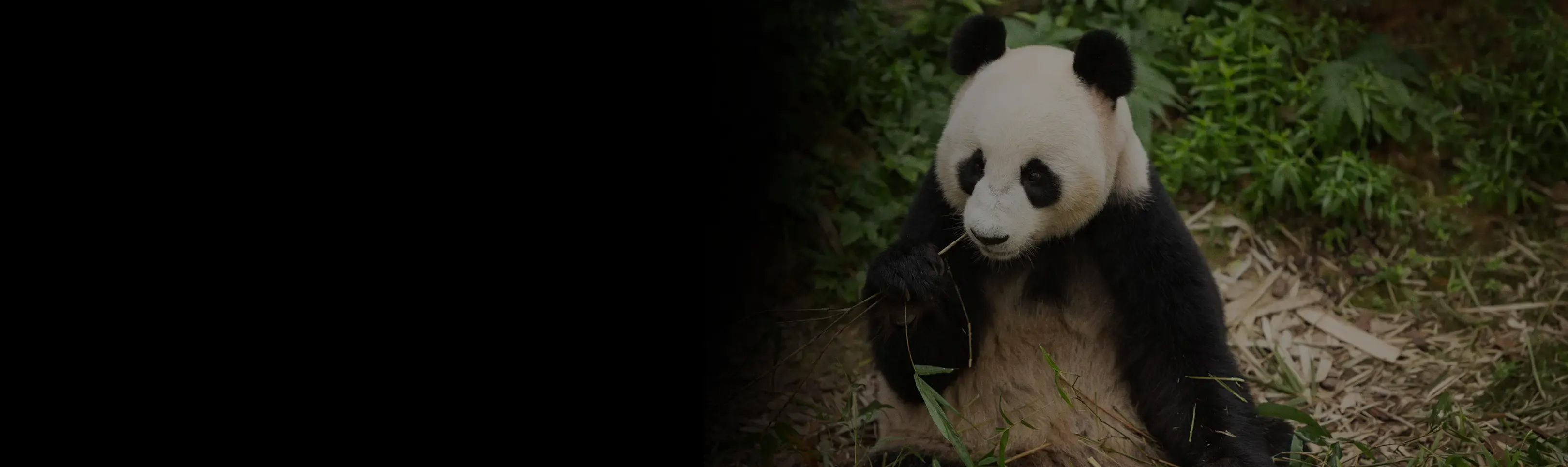 A giant panda sits upright and chews on a bamboo shoot surrounded by green foliage.